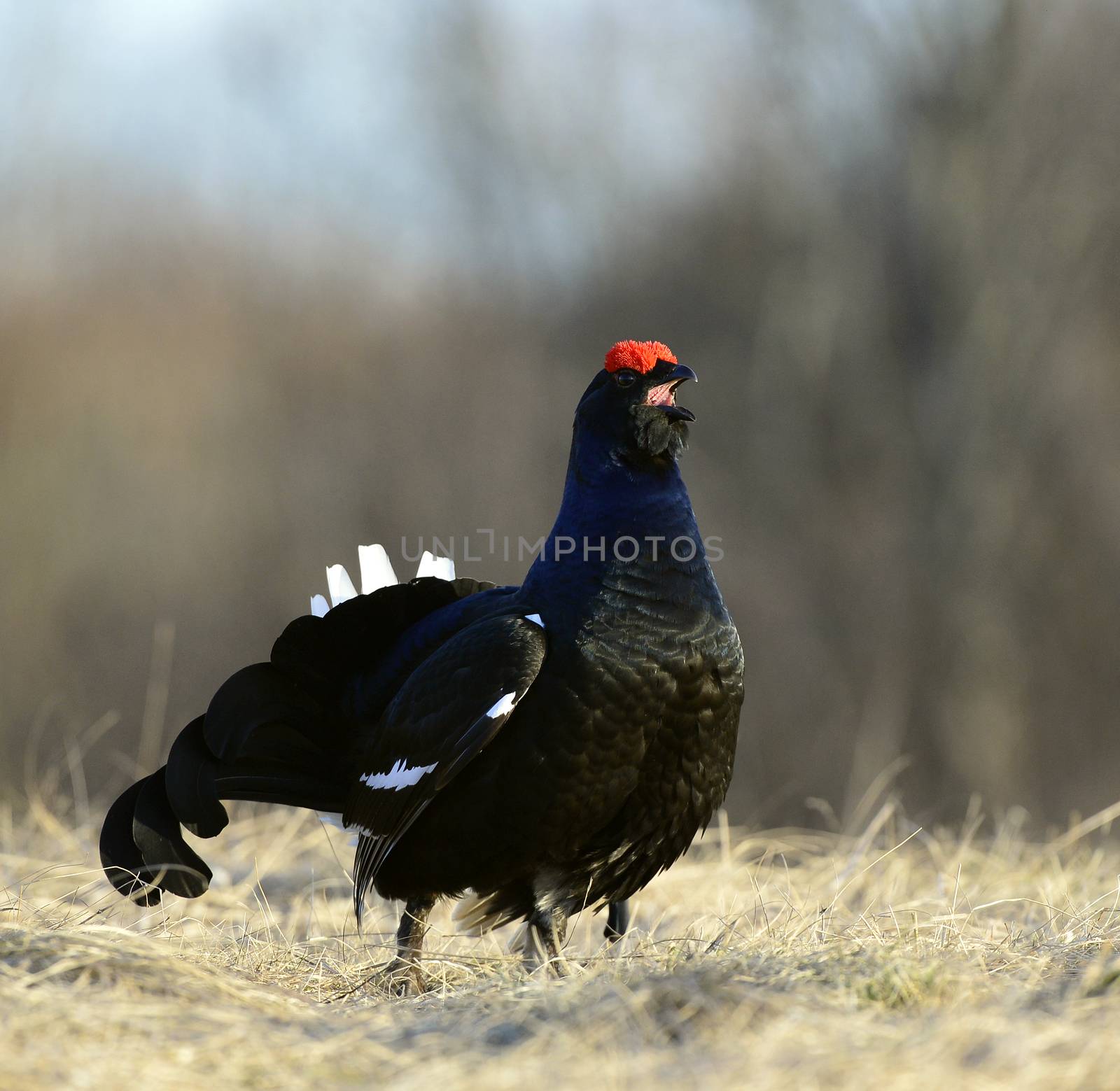 Lekking Black Grouse ( Lyrurus tetrix). Early morning. Sunrise 