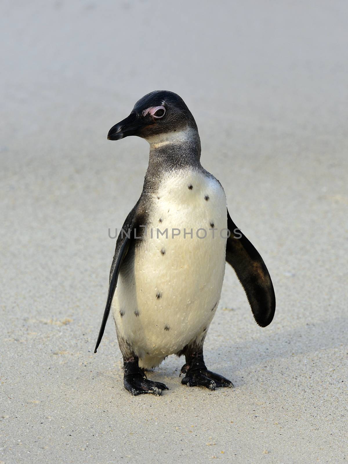 Walking African penguin by SURZ