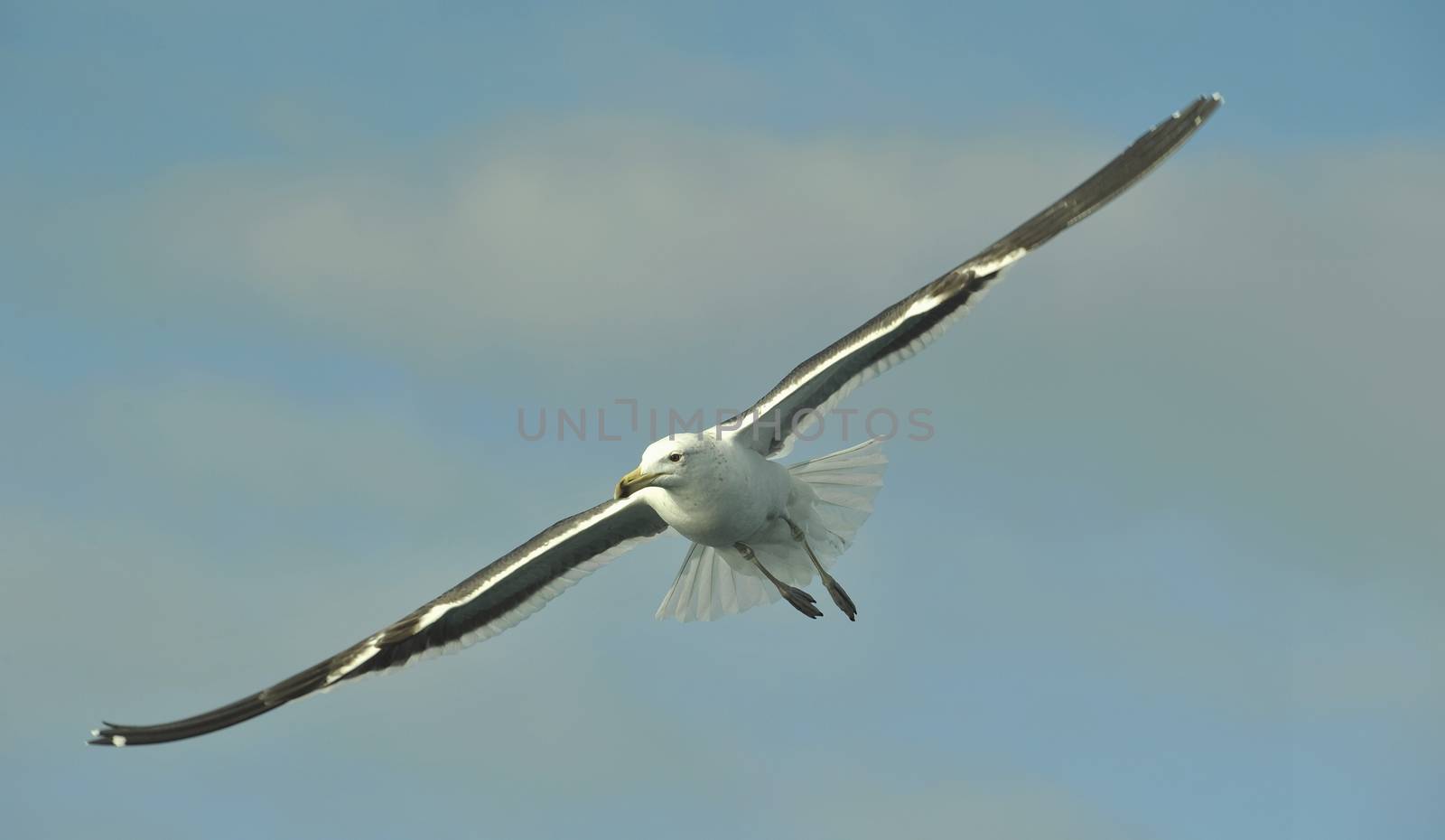 Flying kelp gull (Larus dominicanus), also known as the Dominican gul and Black Backed Kelp Gull. False Bay, South Africa