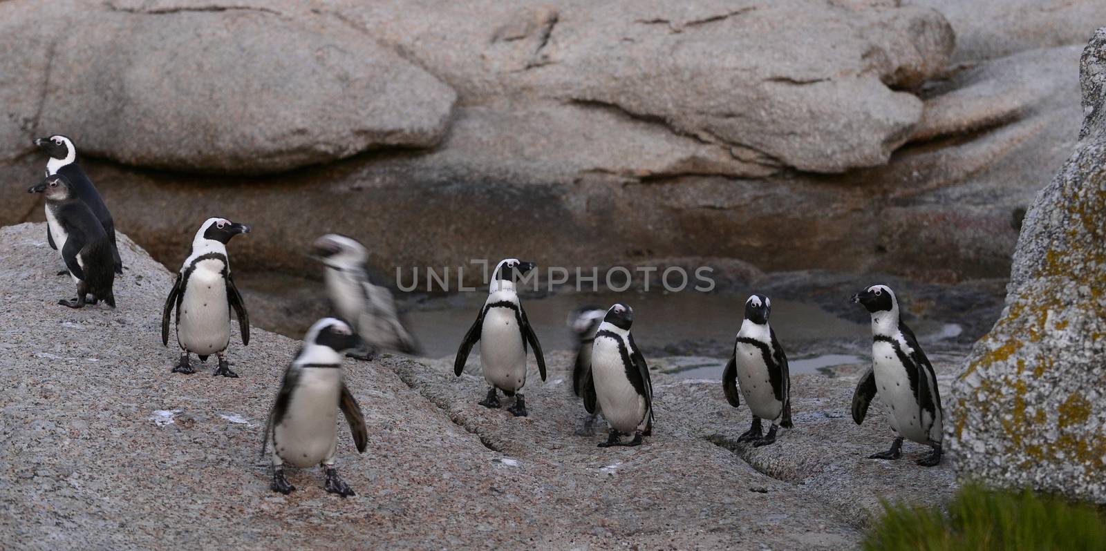 African penguins by SURZ