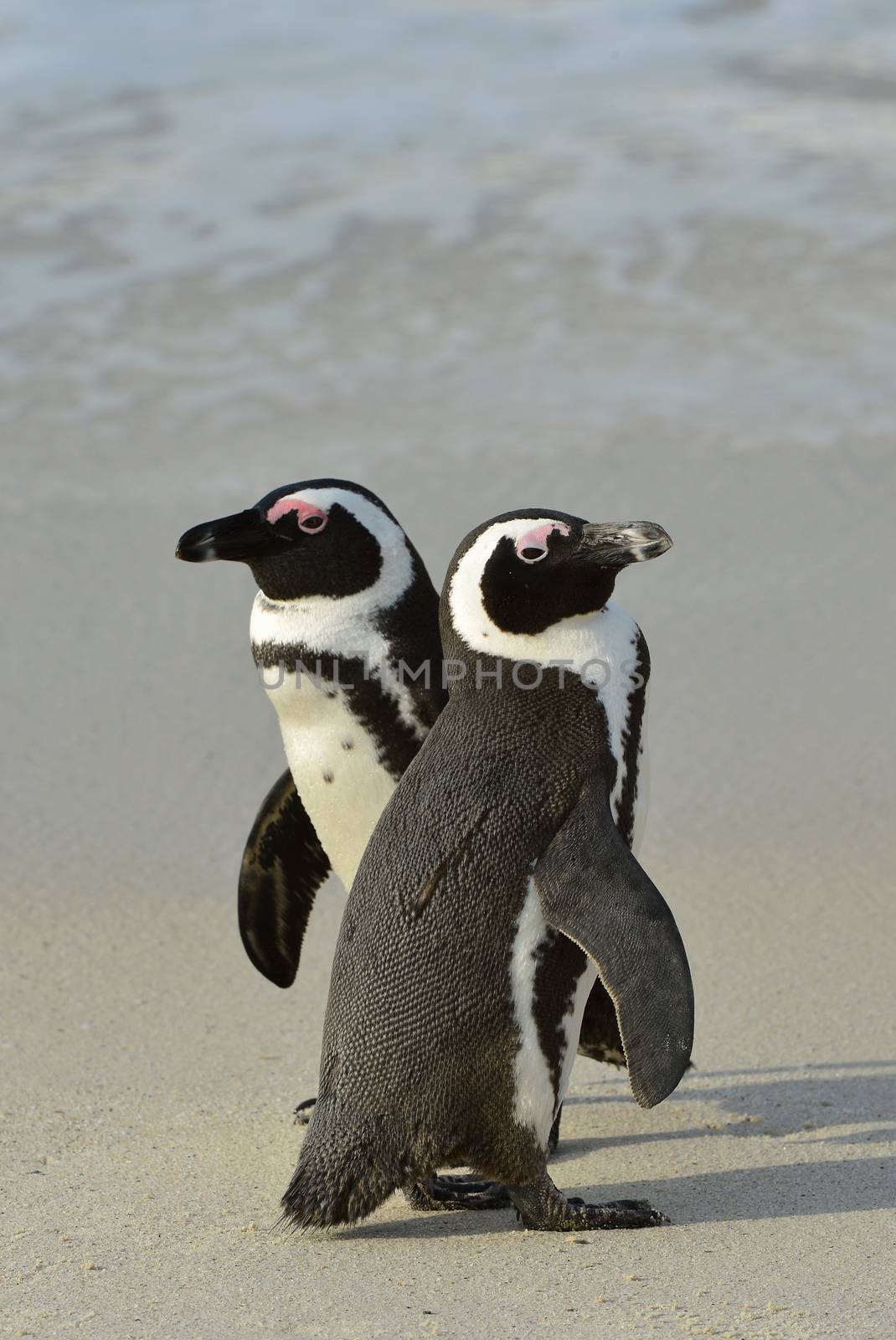  African penguins by SURZ