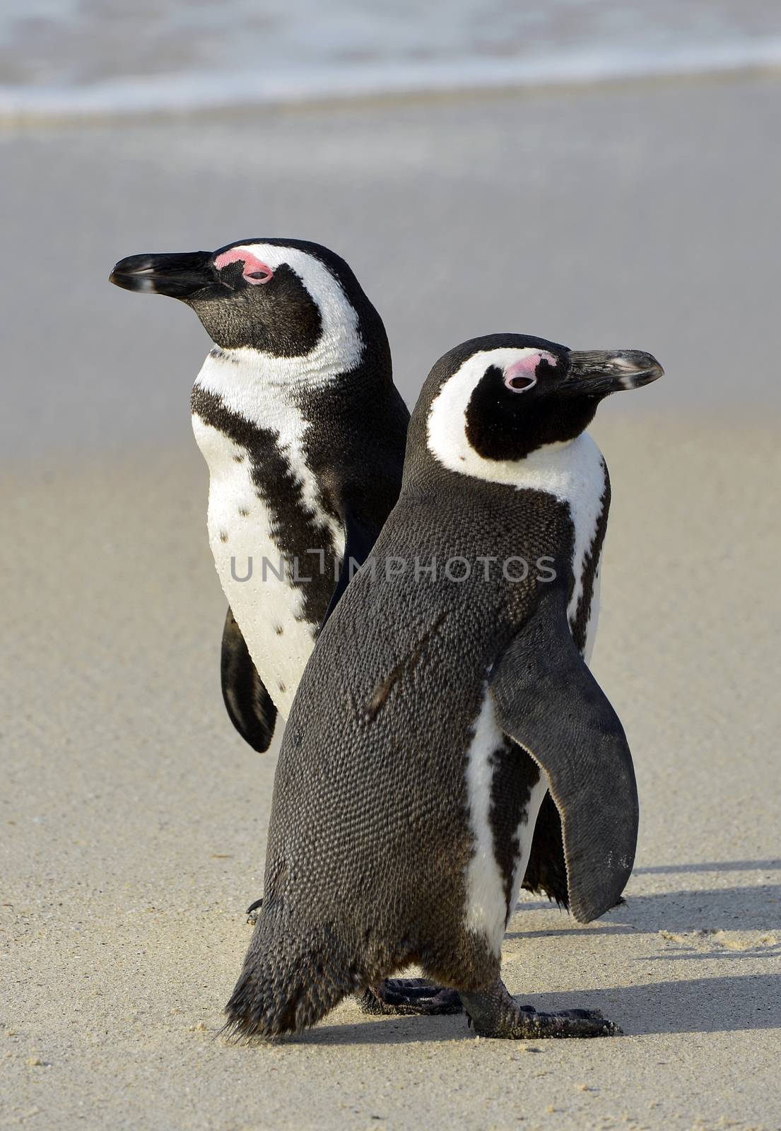  African penguins by SURZ