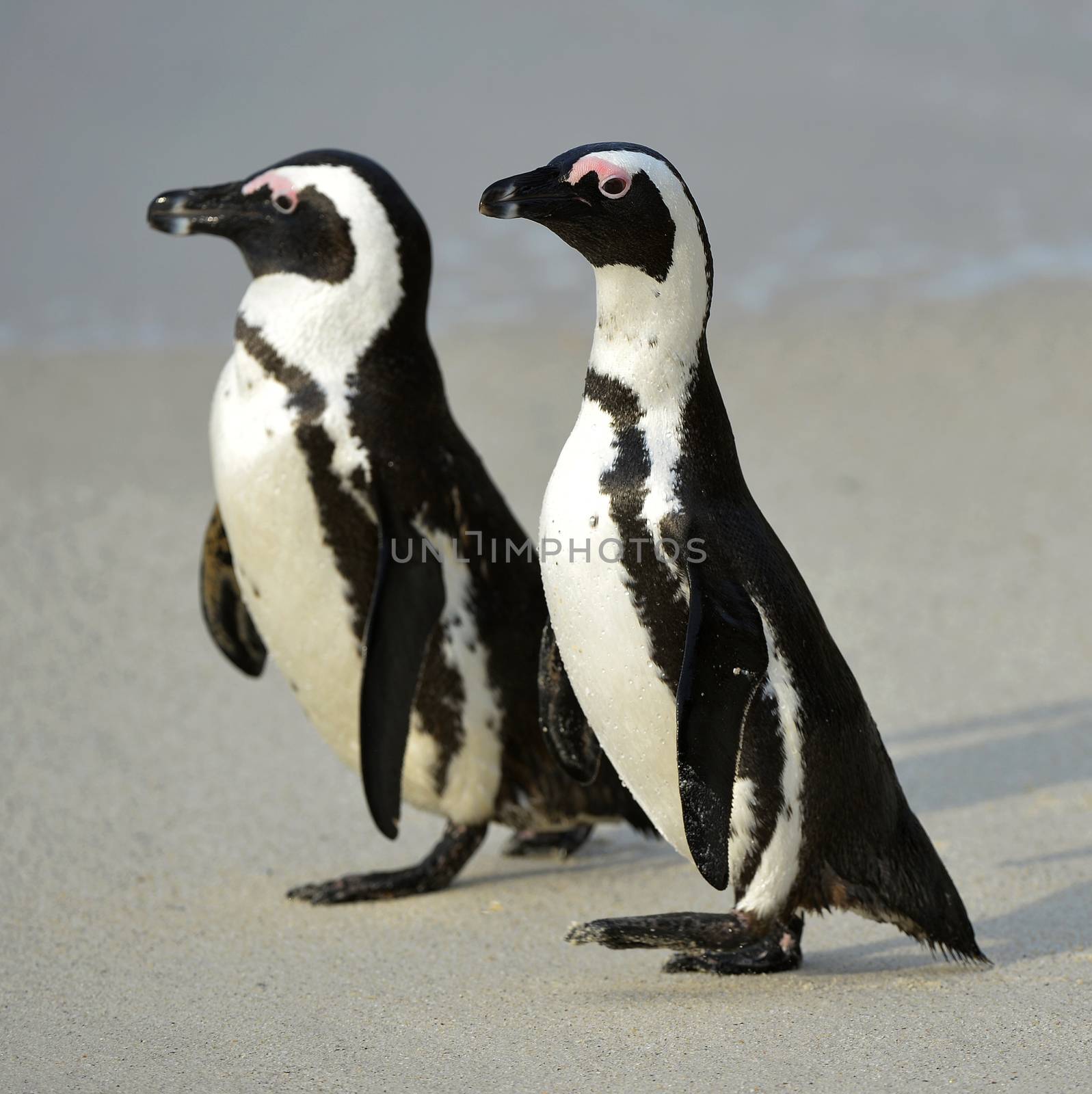  Walking African penguins by SURZ