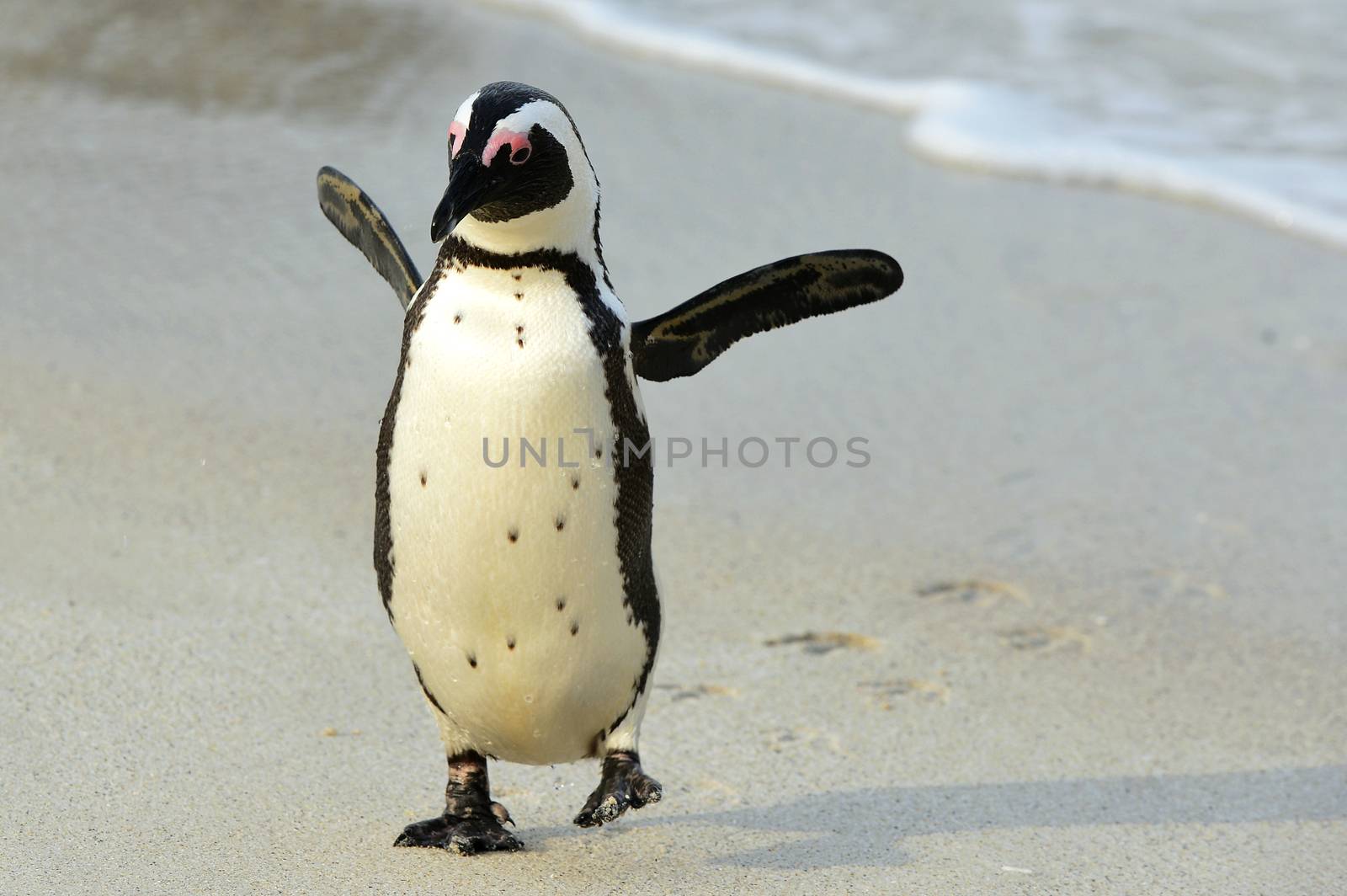 Walking African penguin with footprints by SURZ