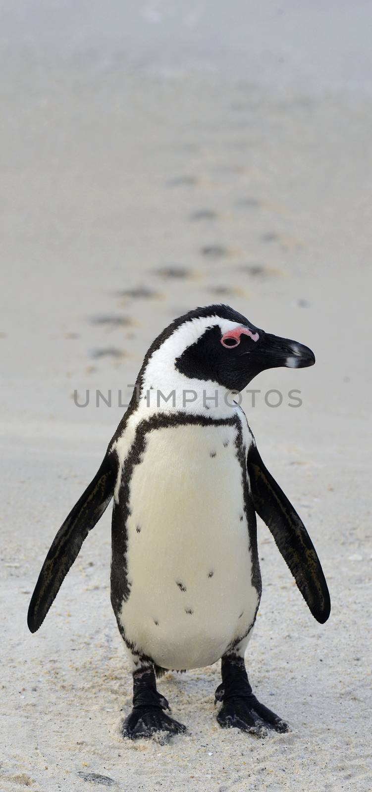 Walking African penguin with footprints by SURZ