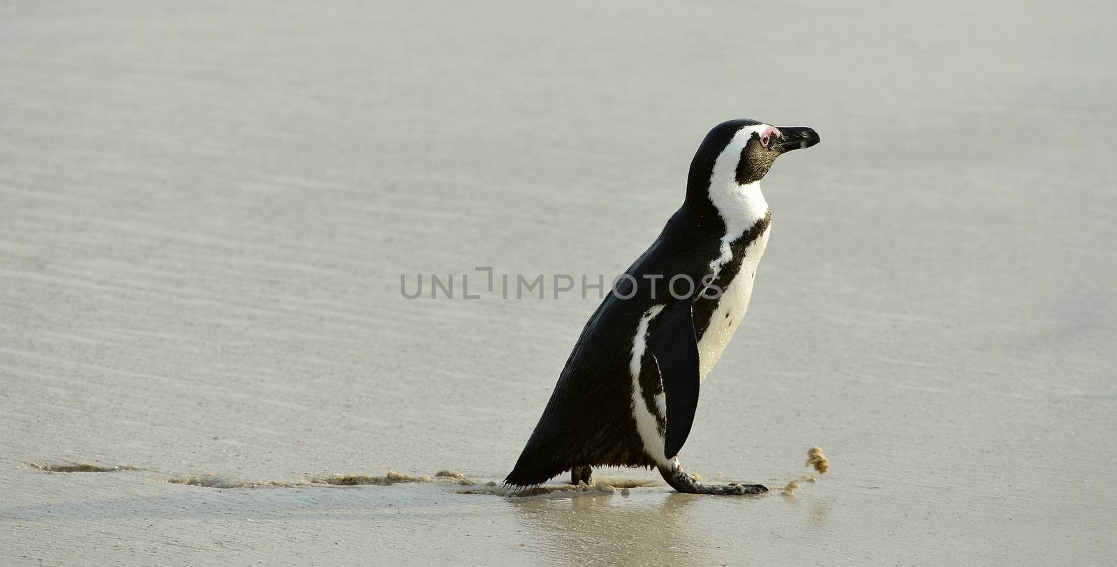 Walking African penguin by SURZ