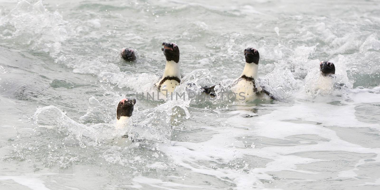 Swimming penguins. The African penguin (Spheniscus demersus), also known as the jackass penguin and black-footed penguin is a species of penguin, confined to southern African waters 