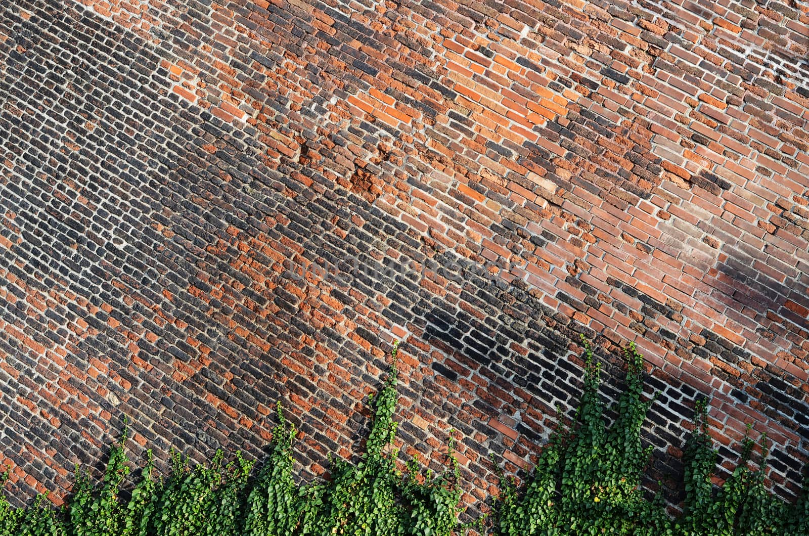 brick wall with ivy