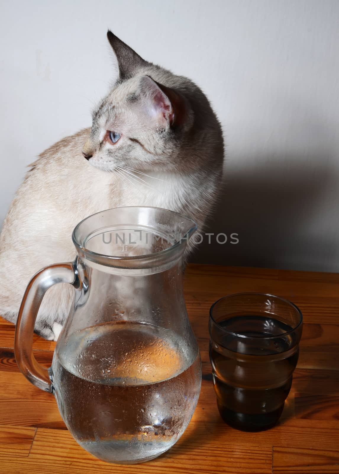 cute kitten drinking by sarkao