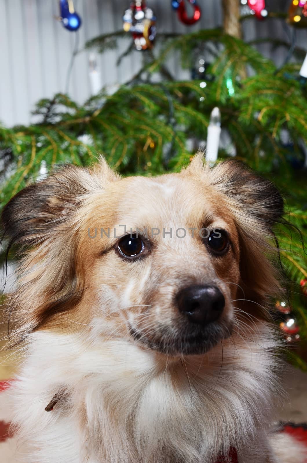 dog and the christmas tree by sarkao