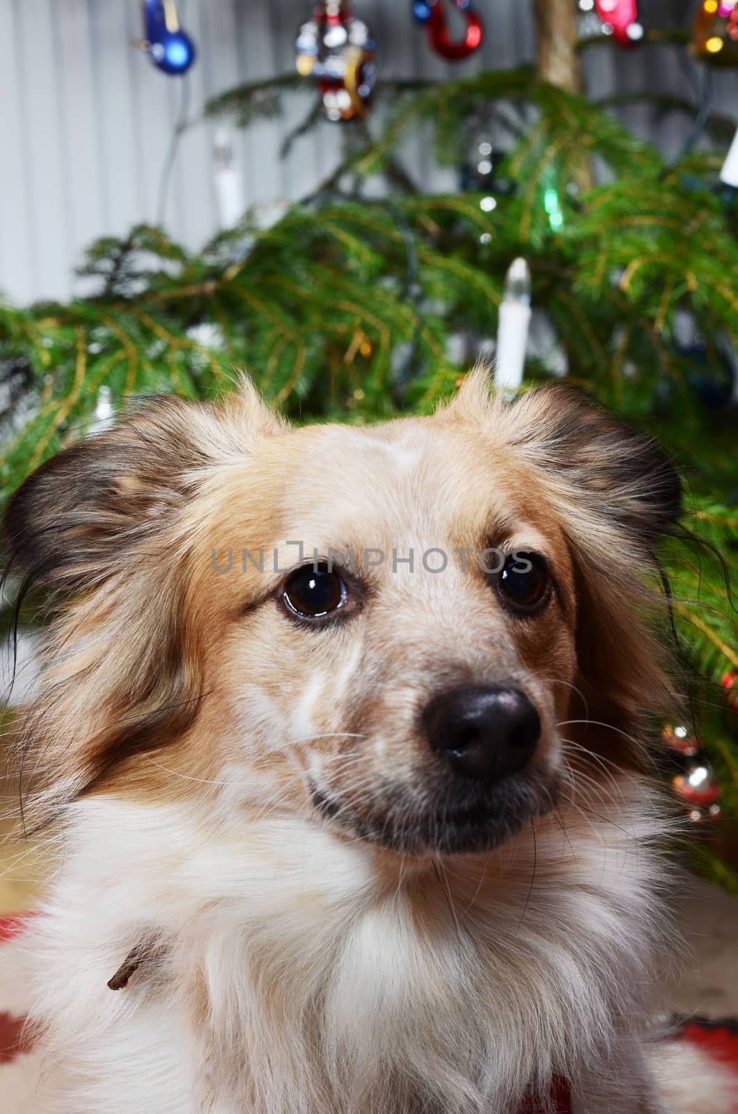 dog and the christmas tree