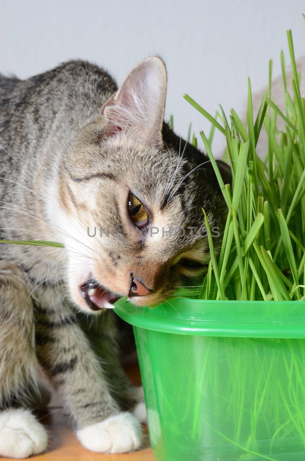 kitten and grass