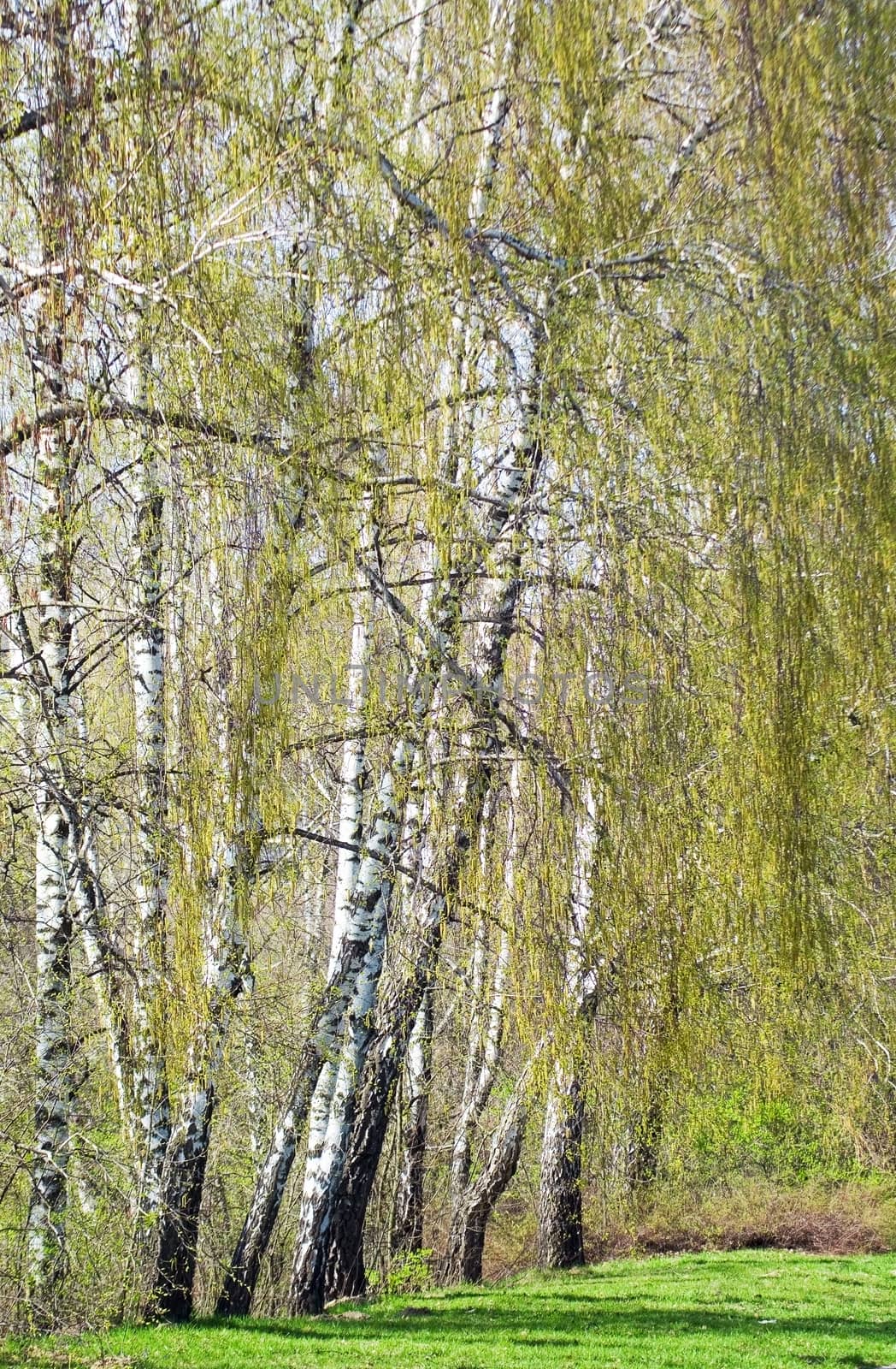 Birch trees by vrvalerian