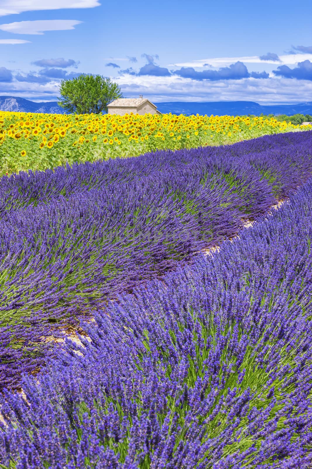 Beautiful landscape with sunflower and lavender field, France