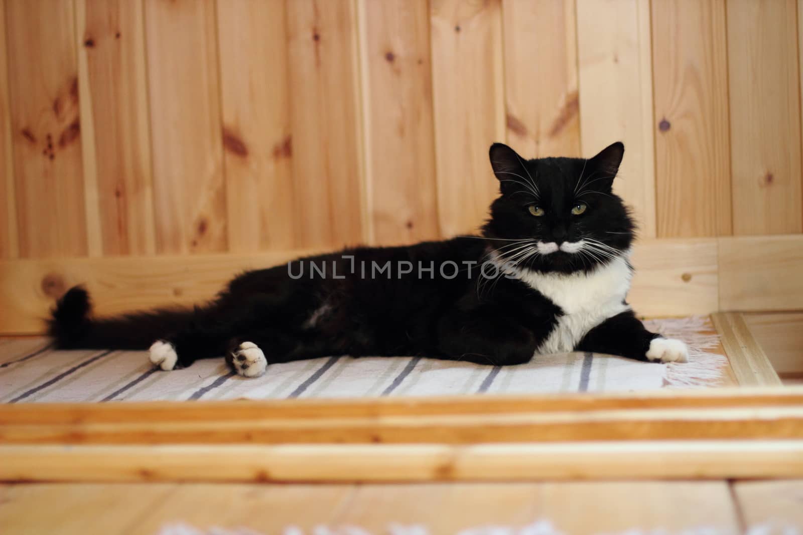 black and white cat with plush mustache and expressive eyes