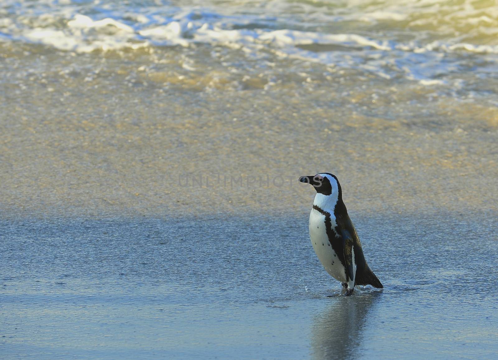 Walking  African penguin (spheniscus demersus) at the Beach. South Africa