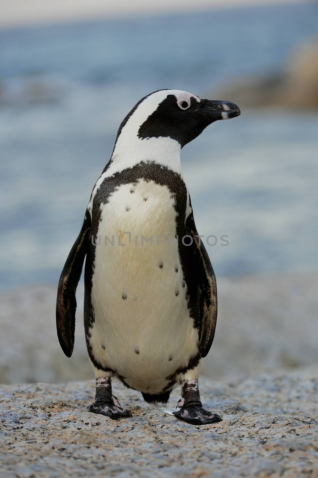  African penguin by SURZ