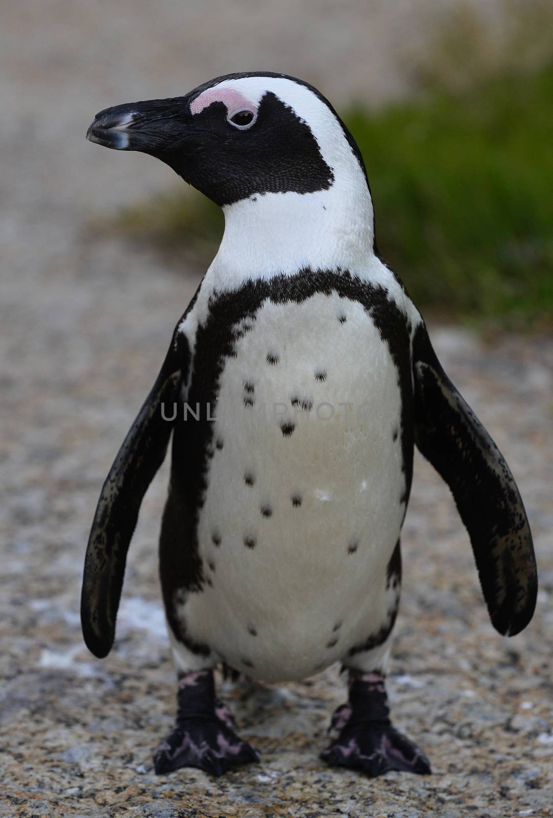 Portrait of  African penguin (spheniscus demersus) at the Boulders colony. South Africa