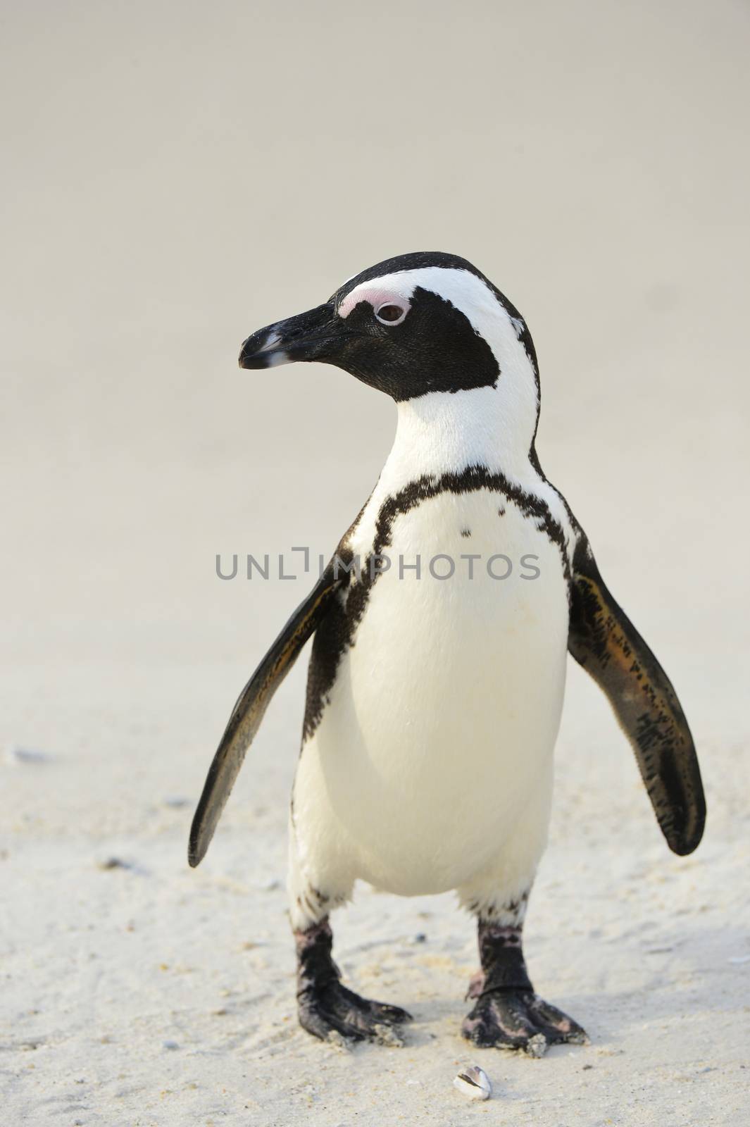  African penguin by SURZ