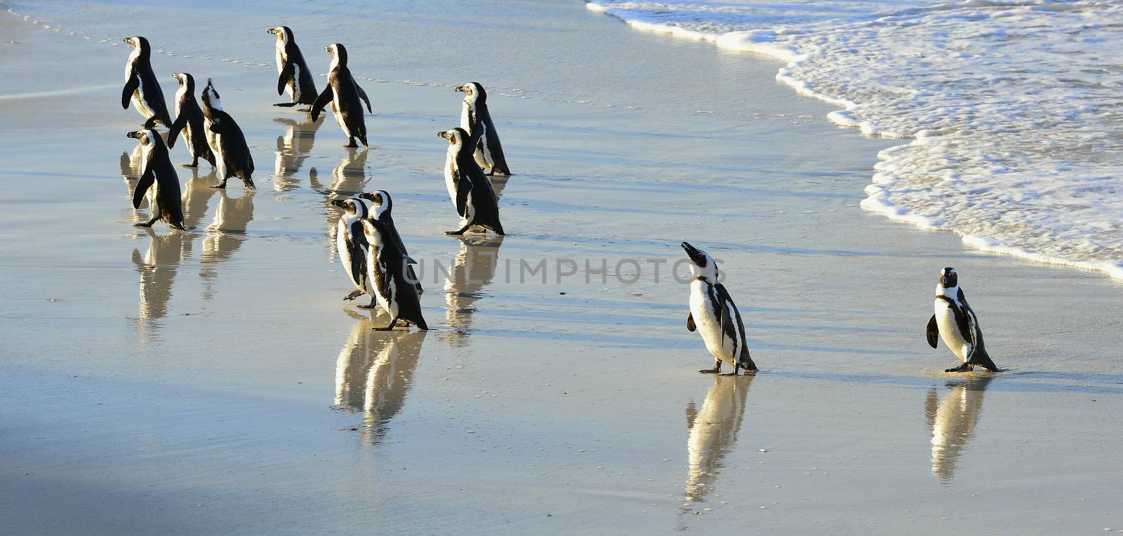  African penguins by SURZ