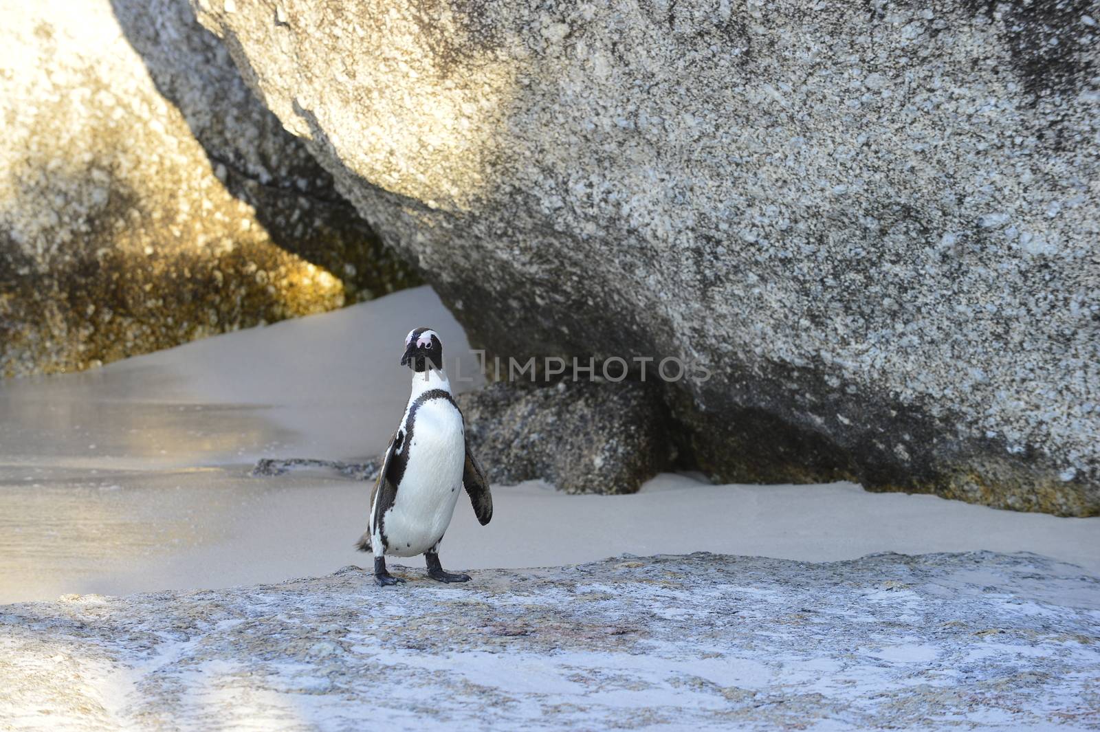 Portrait of  African penguin (spheniscus demersus) at the Boulders colony. South Africa