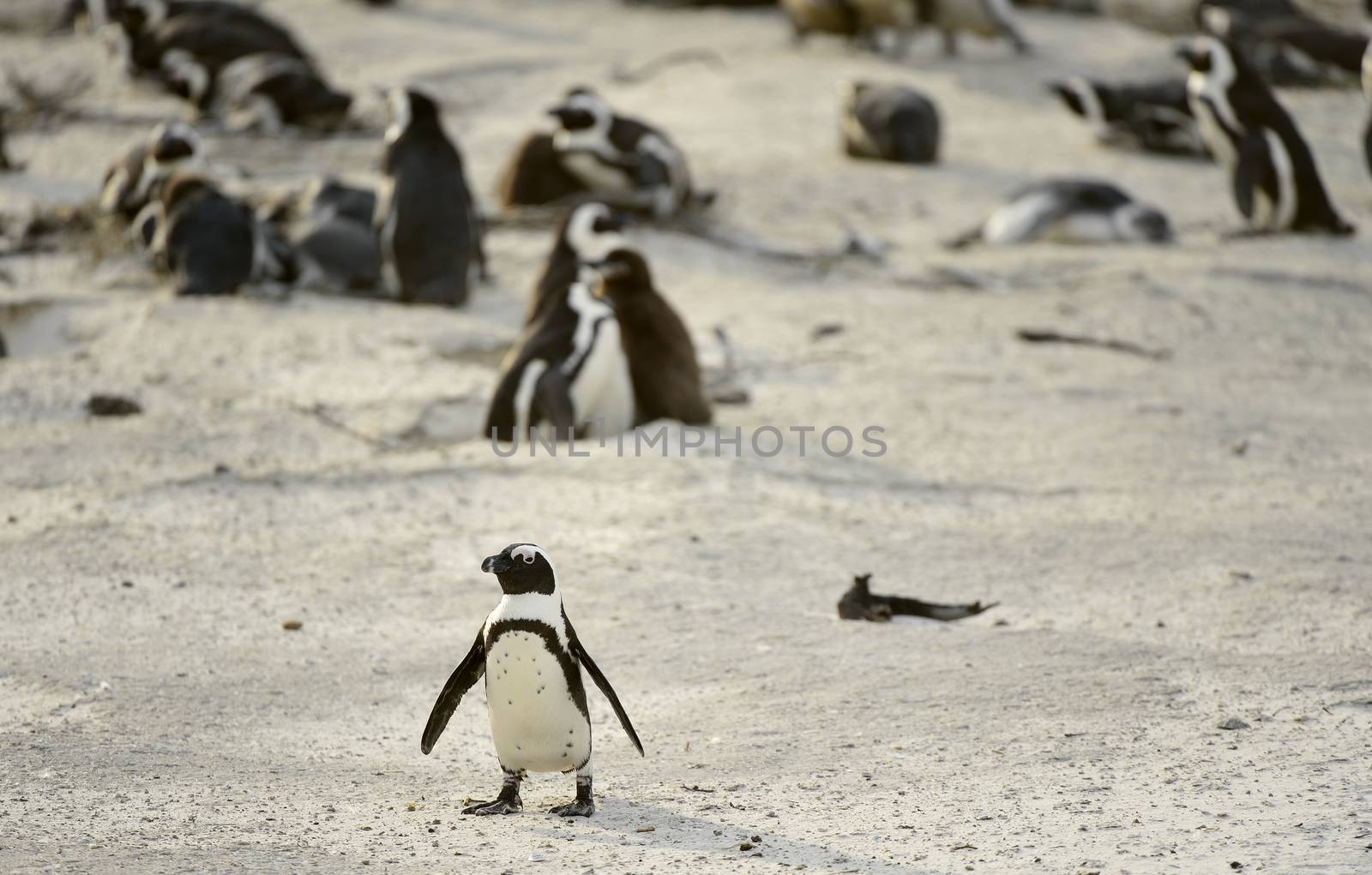  African penguin  African penguin by SURZ