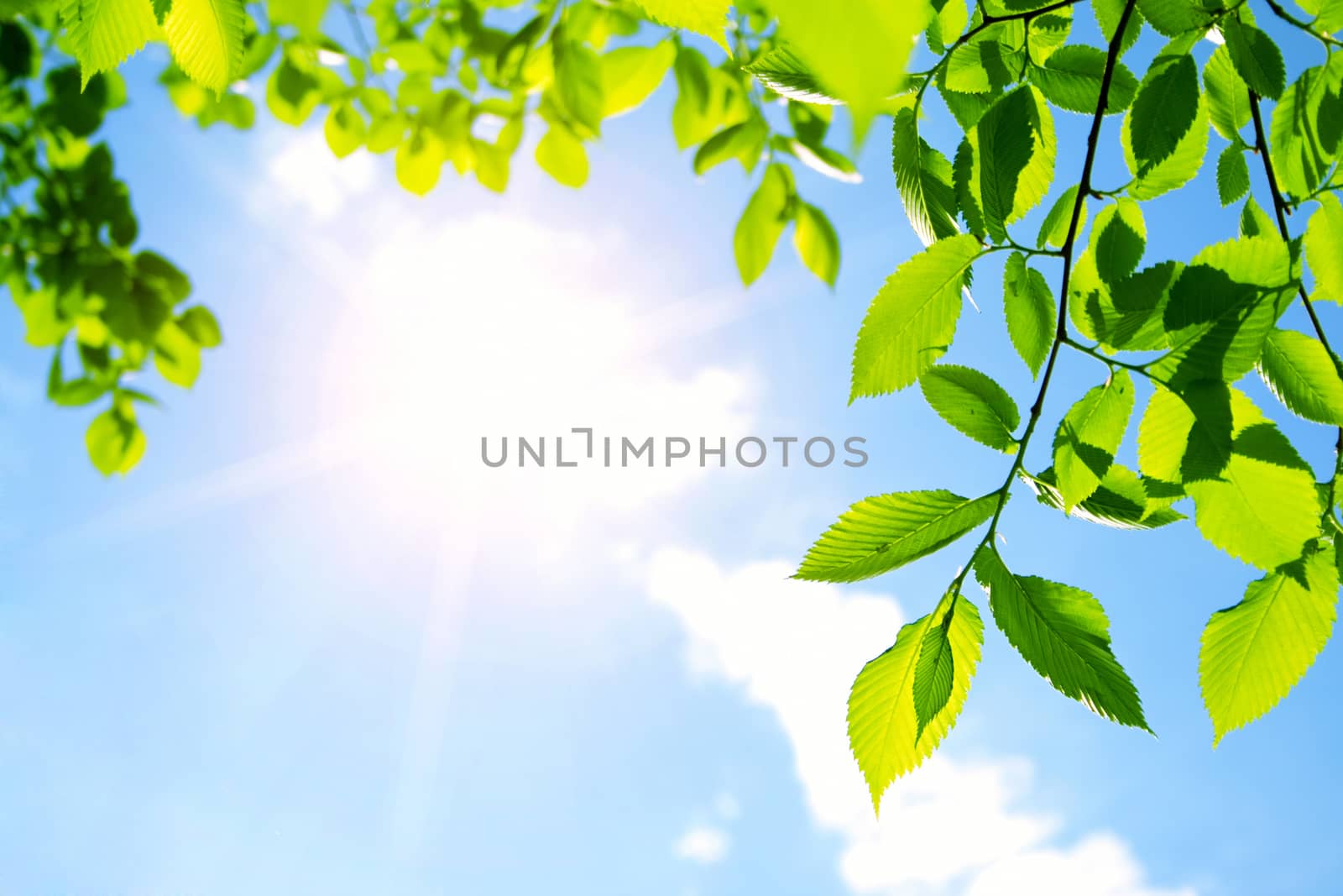 Green leaves with sun ray