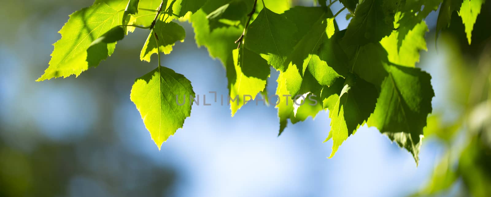 Young green leaves in summer morning by Garsya