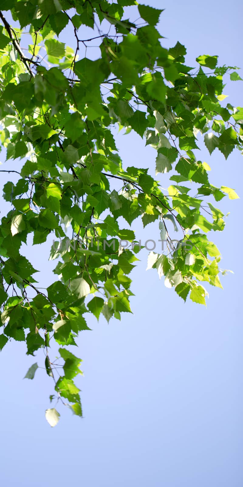 Young green leaves in summer morning by Garsya