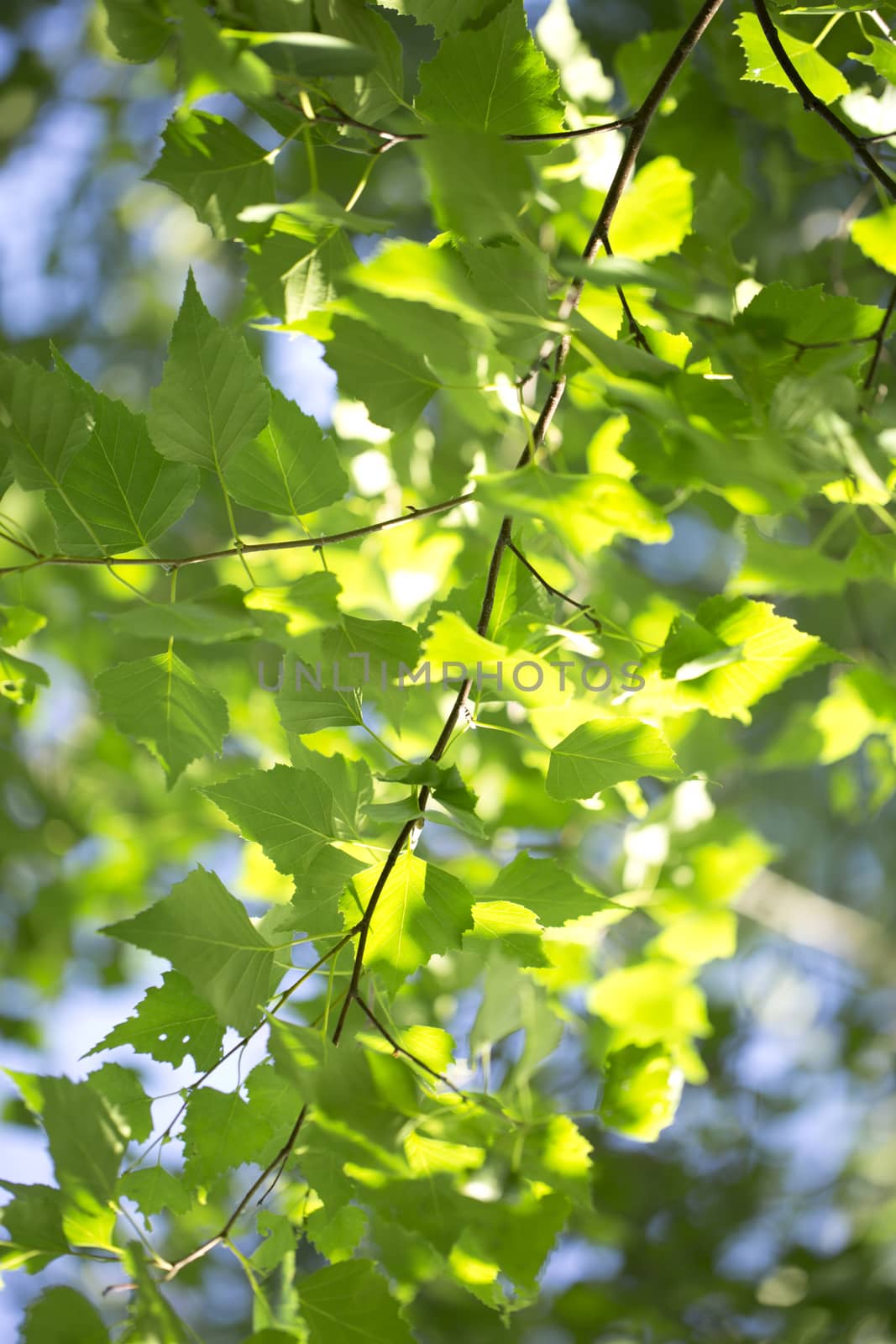 Young green leaves in summer morning by Garsya