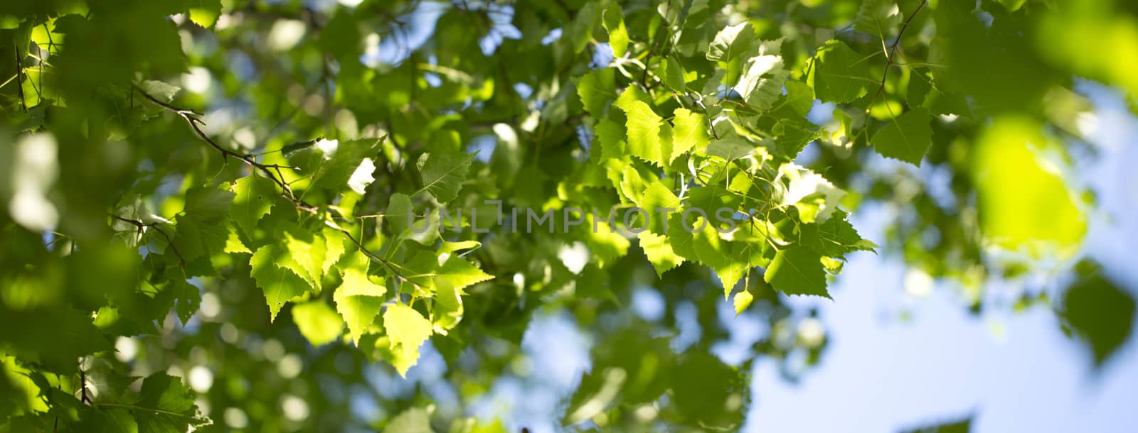 Young green leaves in summer morning