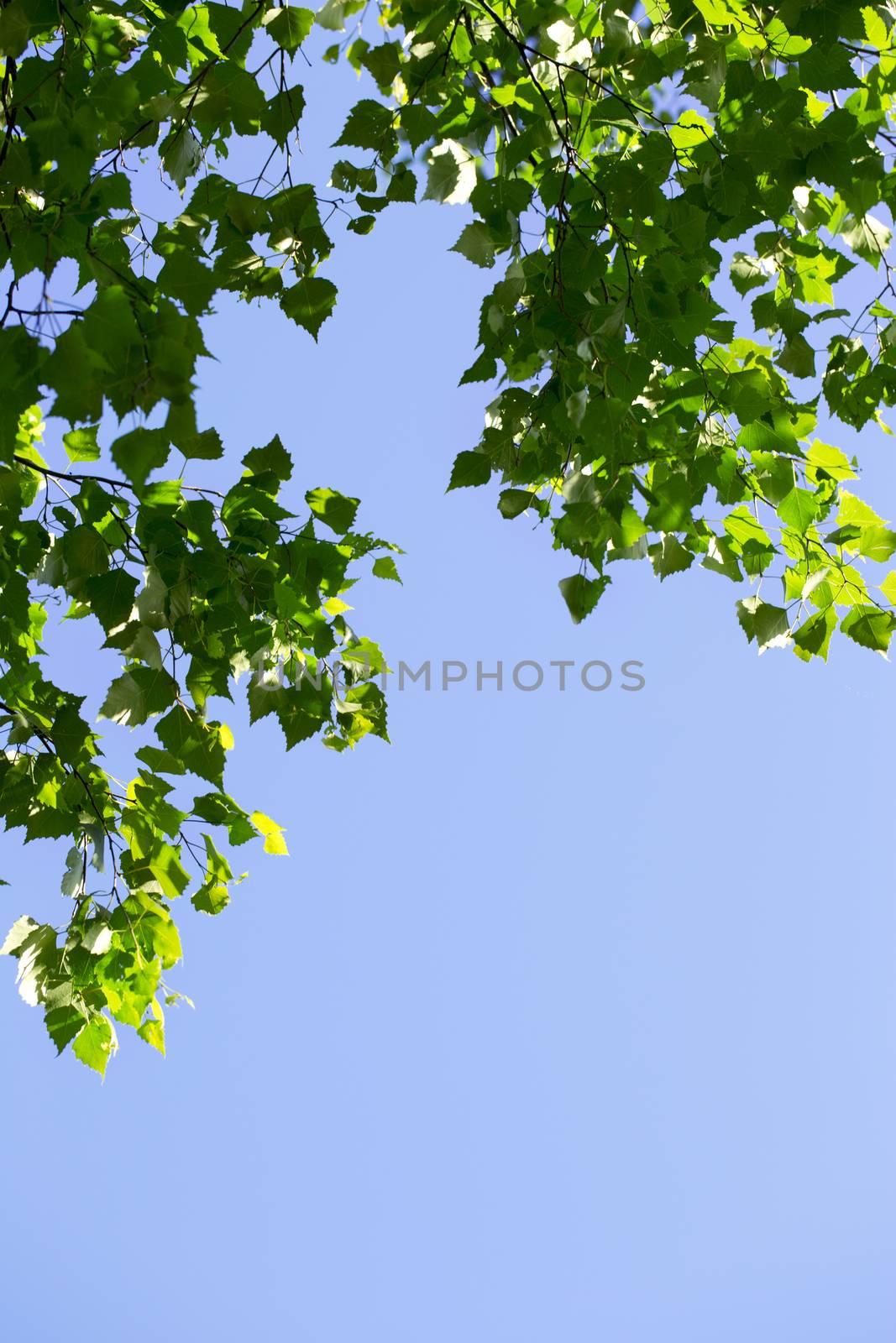 Young green leaves in summer morning by Garsya