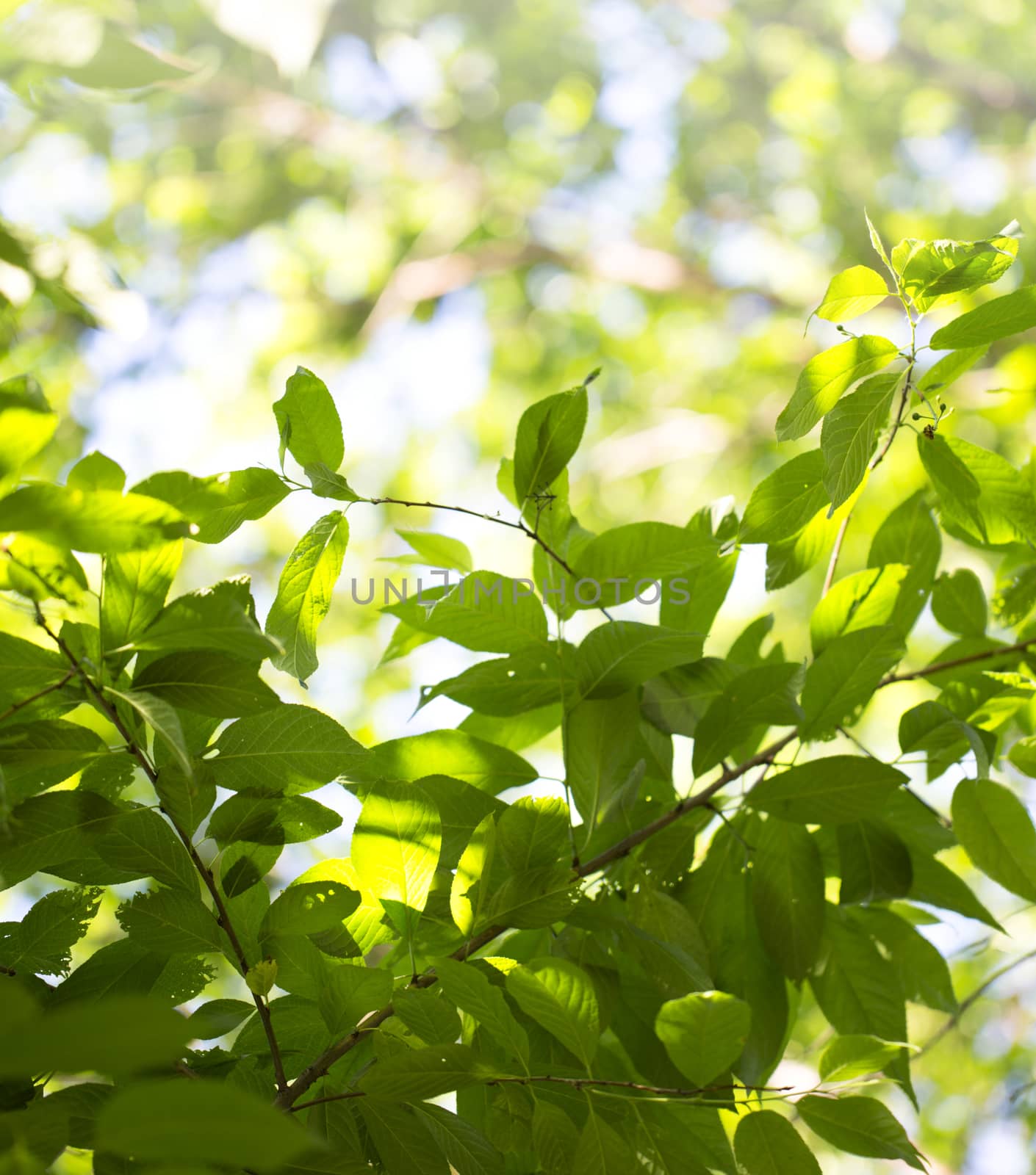 Young green leaves in summer morning