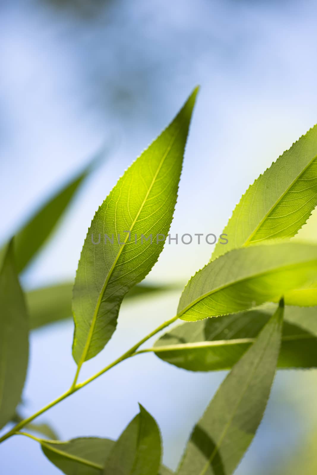 Young green leaves in summer morning by Garsya