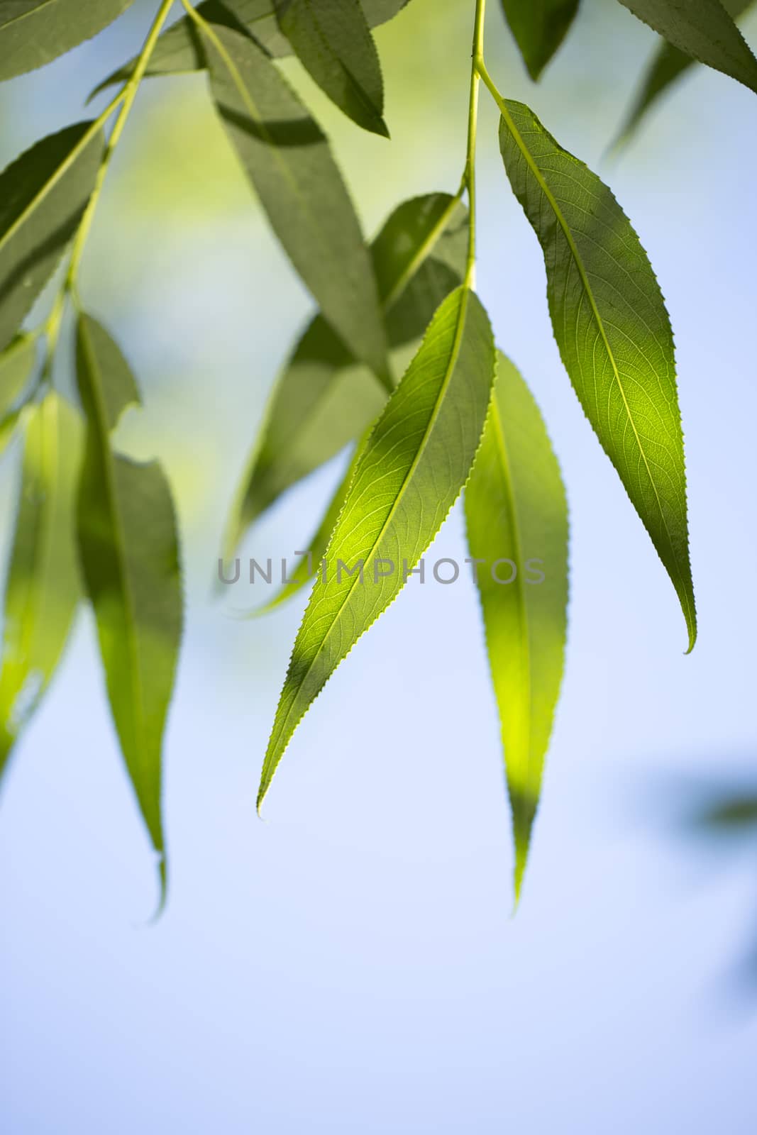 Young green leaves in summer morning by Garsya