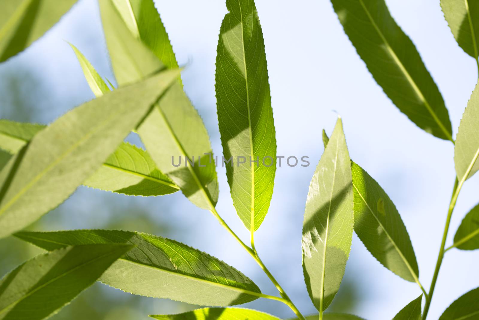 Young green leaves in summer morning by Garsya