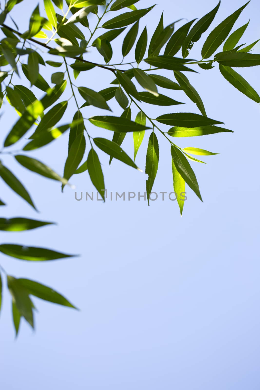 Young green leaves in summer morning by Garsya