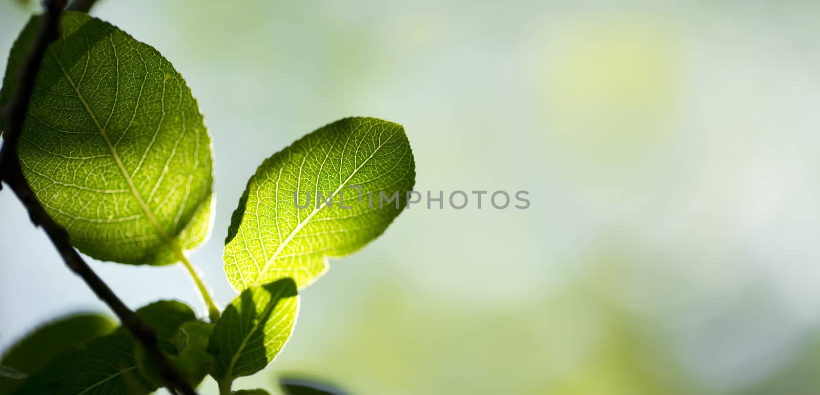 Young green leaves in summer morning