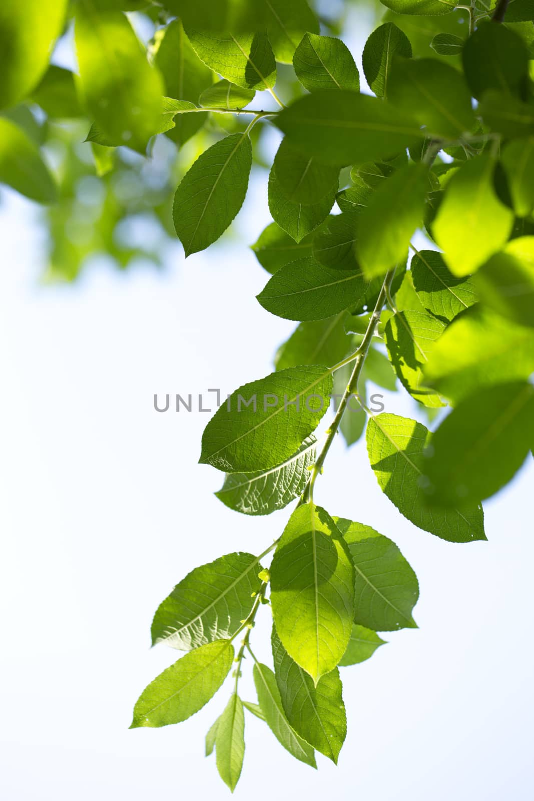 Young green leaves in summer morning by Garsya