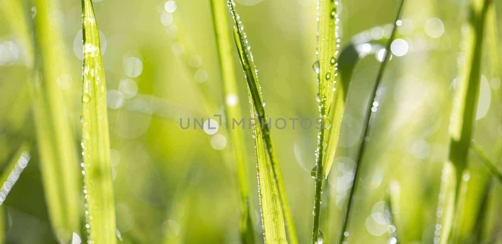 Blade of grass in morning dew