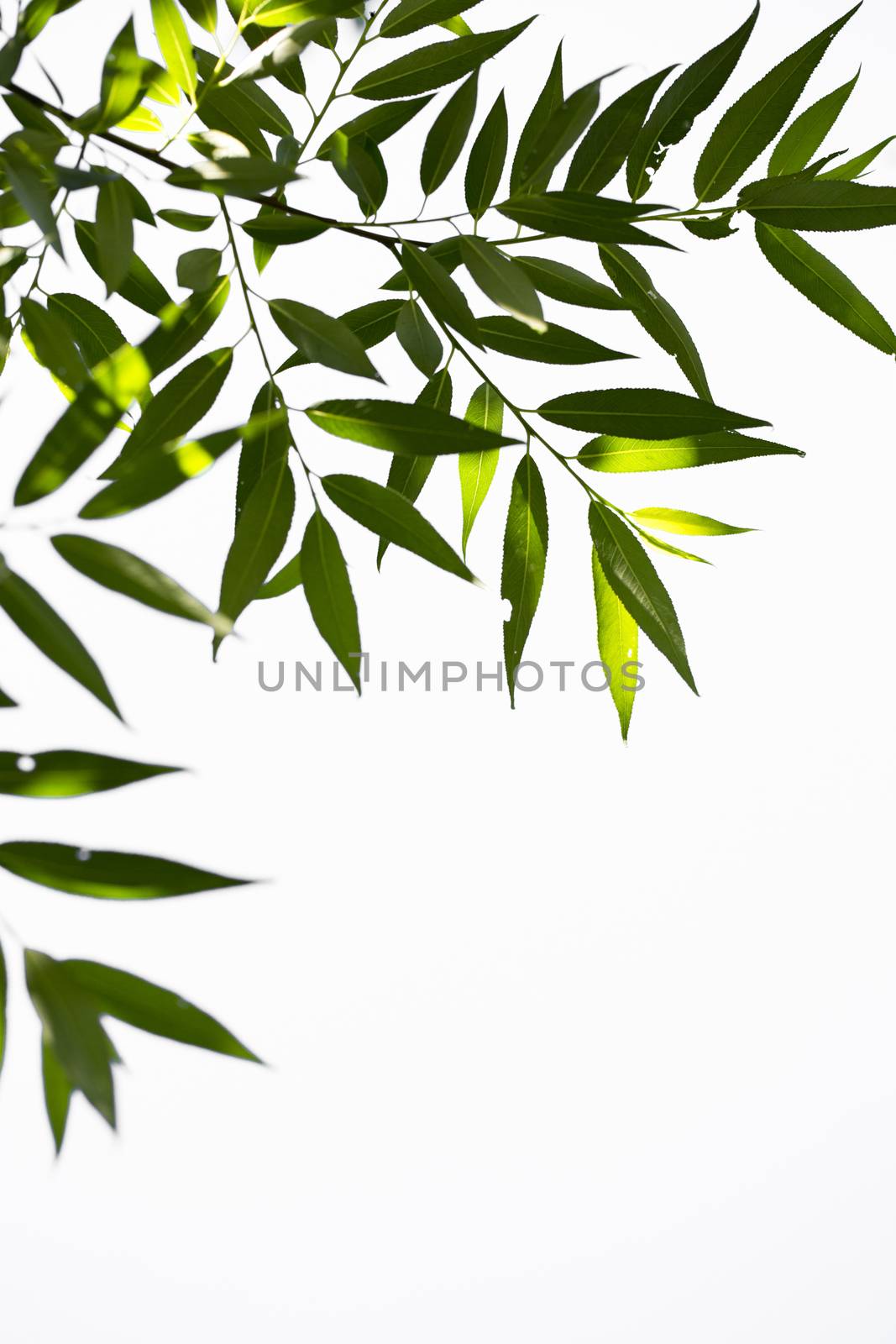 Young green leaves in summer morning