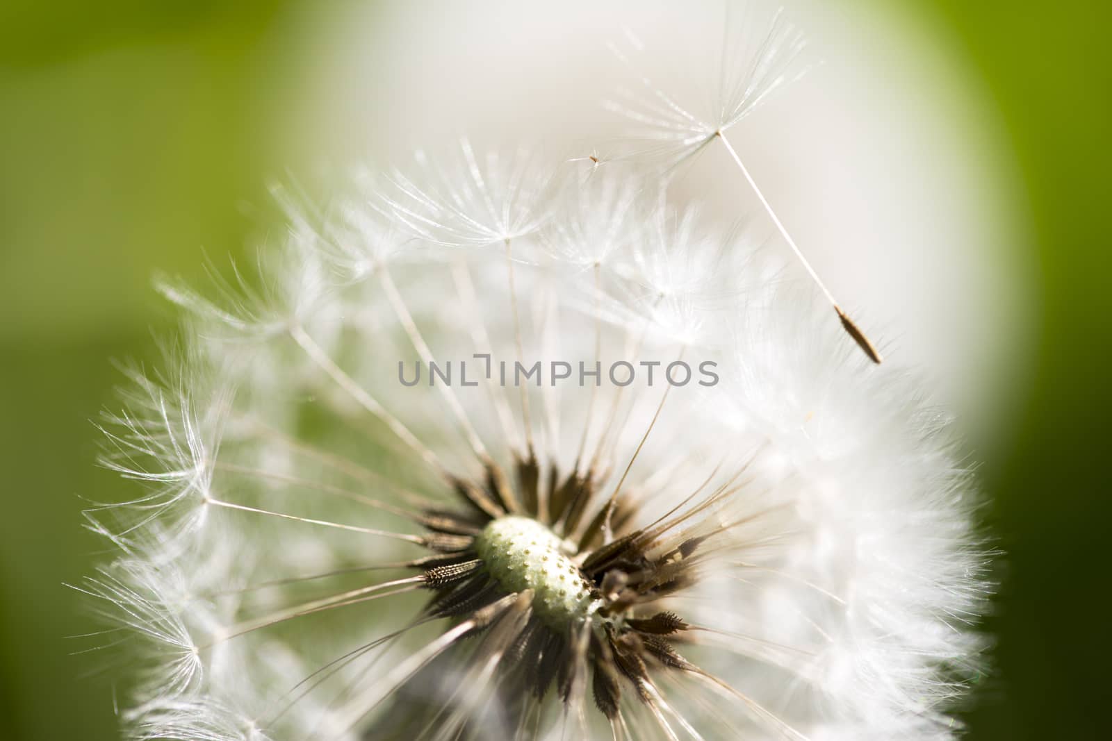 Dandelion in full blossom