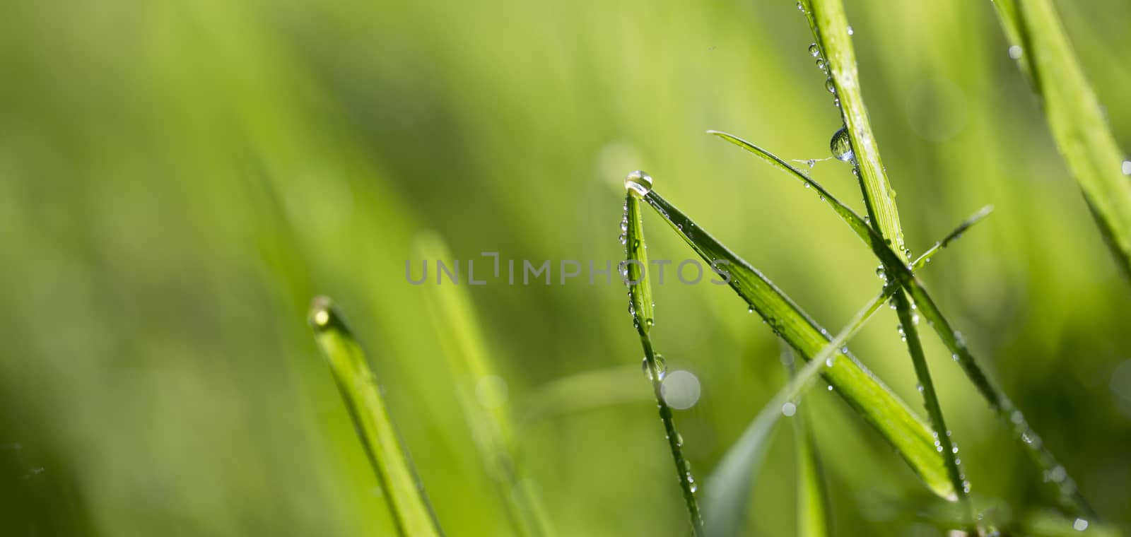 Blade of grass in morning dew
