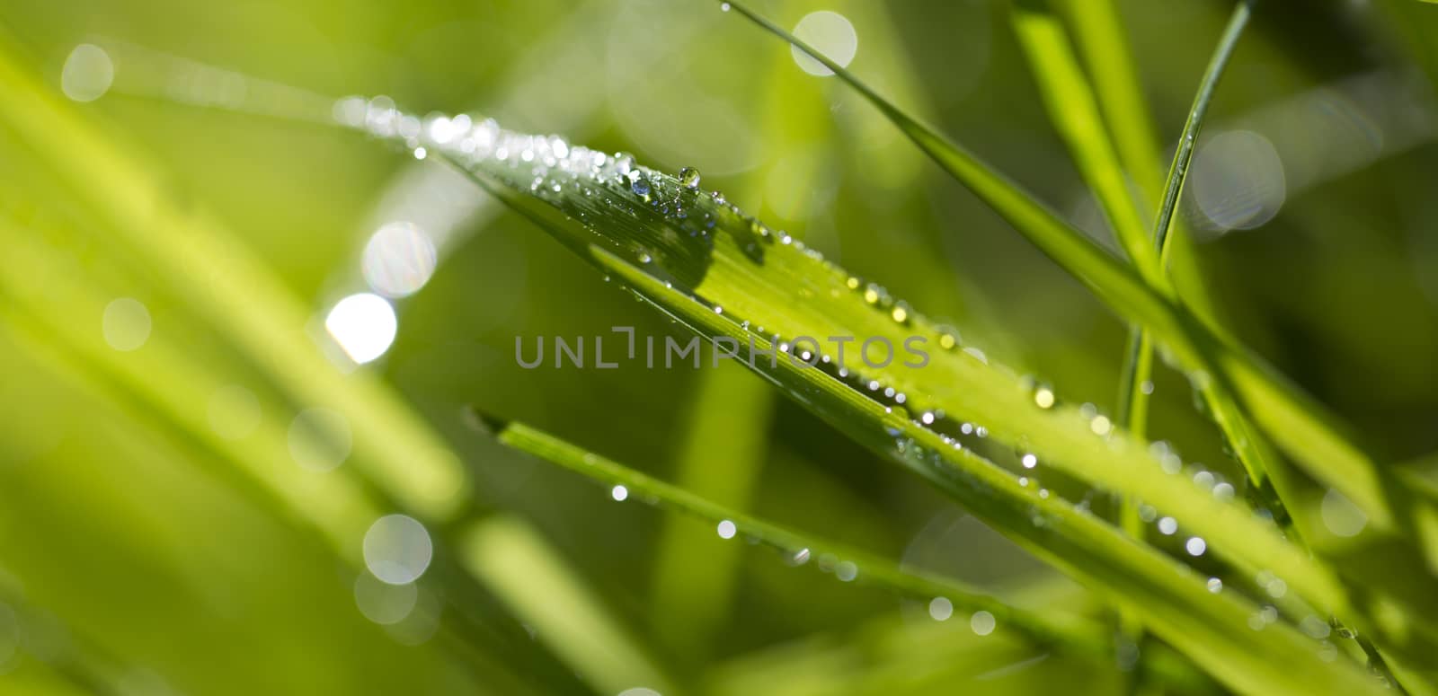 Blade of grass in morning dew by Garsya