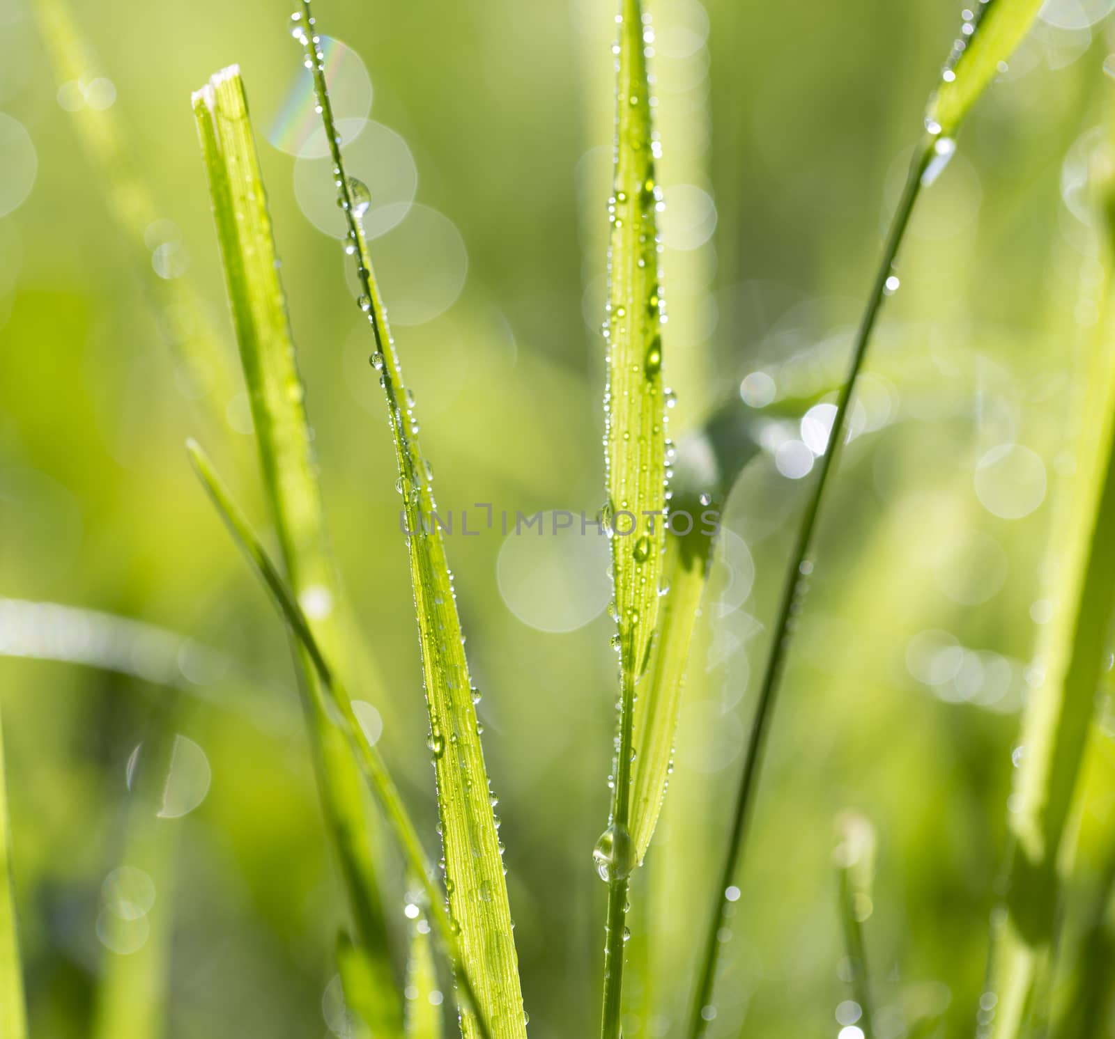 Blade of grass in morning dew
