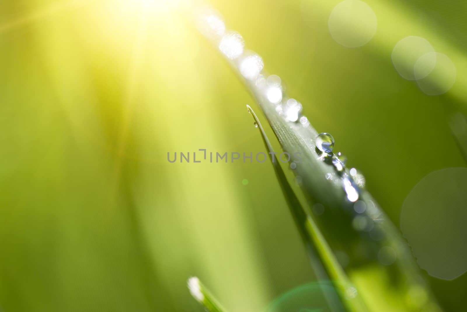 Blade of grass in morning dew