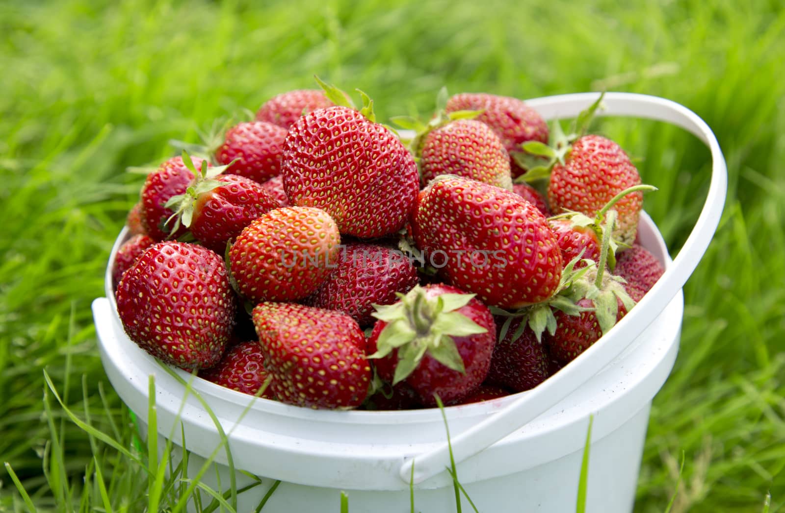 Ripe strawberry on green grass by Garsya