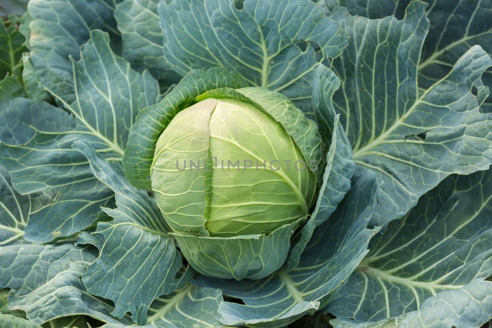 Young green head of cabbage by Garsya