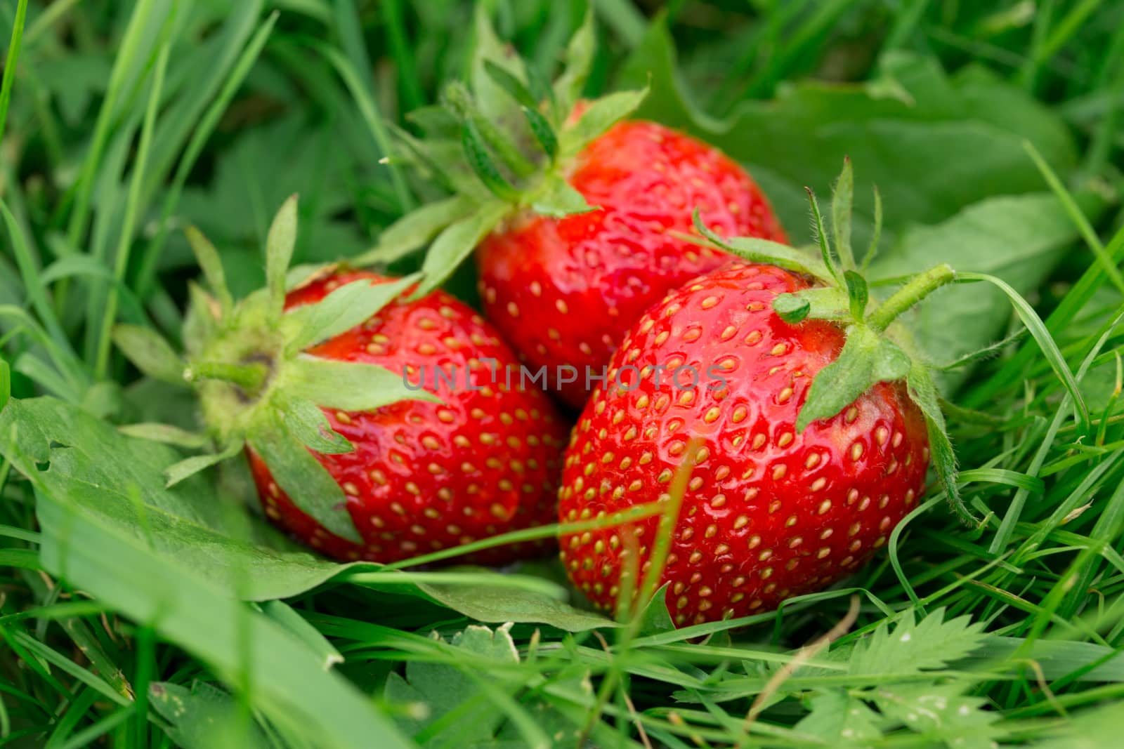 Ripe strawberry on green grass by Garsya