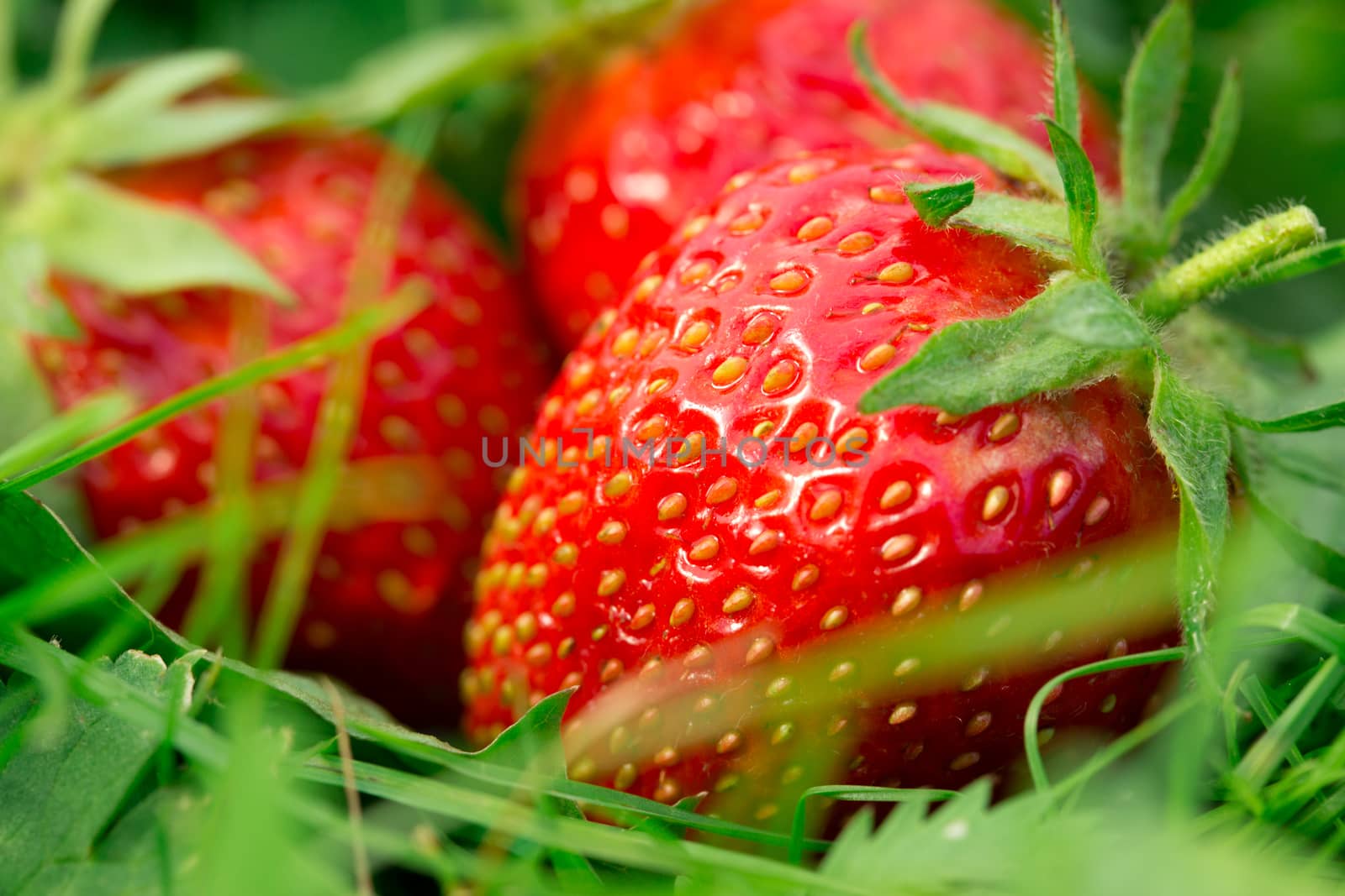 Ripe strawberry on green grass by Garsya